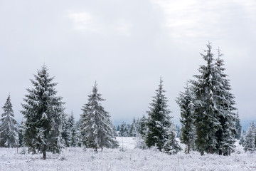 Winter pine trees, Christmas concept