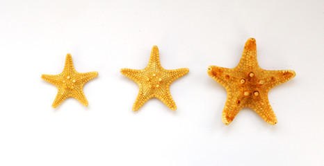 Fototapeta na wymiar Starfish on a white background close-up