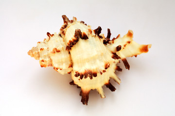 Obraz premium seashell on a white background close-up