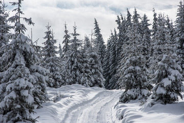 Winter trees covered with fresh snow