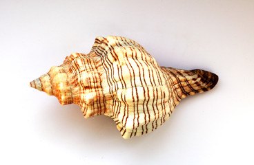 seashell on a white background close-up