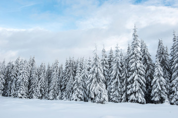 Fairy winter landscape with fir trees