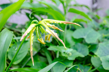 Climbing Lily