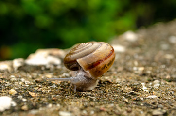 Close Up Snail