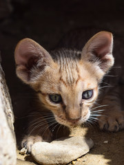 Brown Cute Kitten Cat Portrait Closeup (animals