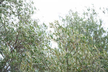 Olive Trees with Fruit Growing in Sicily