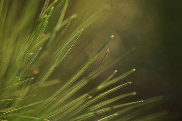 Pine branch with green needles closeup. Beautiful warm sunlight. Nature background.