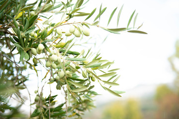 Fototapeta na wymiar Olive Trees with Fruit Growing in Sicily