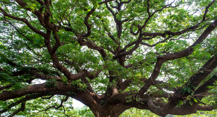 Monkey Pod Tree