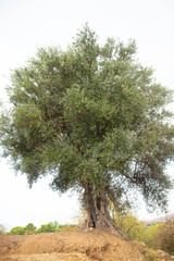 Olive Trees with Fruit Growing in Sicily