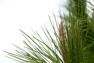 Green plant with long needles and elongated cones