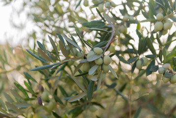 Close up of Olive Trees Growing in Grove