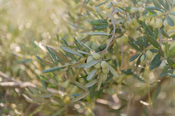 Close up of Olive Trees Growing in Grove