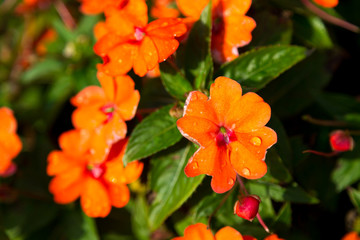 Orange flowers with drops of water on the flowers