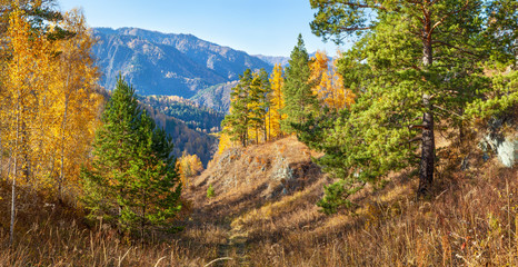 Forested mountains, autumn nature on a sunny day