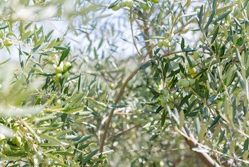 Close up of Olive Trees Growing in Grove