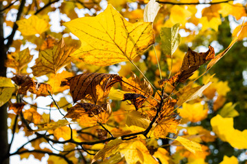 Tree branches covered in yellow autumn leaves. Colors of autumn. Seasonal background.