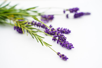 Obraz premium An arrangment of lavender placed on a white background.