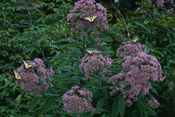 Eastern Swallowtail Butterflies feeding on Joe Pye Weed.