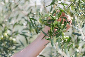 Fototapeta na wymiar Close Up of Olives Growing on Trees on Summer