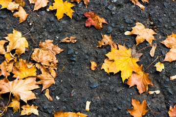 Colorful autumn leaves lying on black ground or pathway in the park. Autumn background.