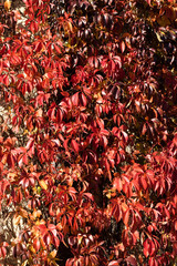 Wall covered in red ivy leaves during autumn sunny day. Autumn background and texture.