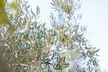 Close Up of Olives Growing on Trees on Summer