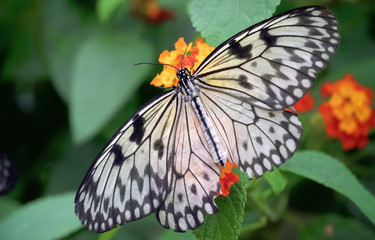 The butterfly eats nectar of flowers.