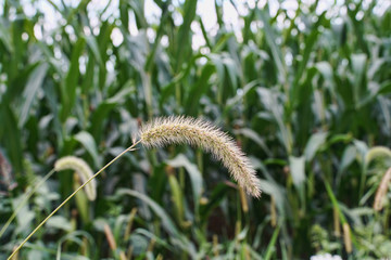 Large piece of grass turned to a tassel in front of a cornfield.