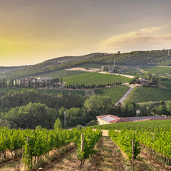 Hills With Vineyards in Chianti, Tuscany