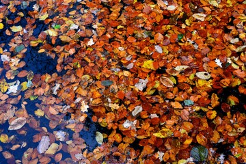 many yellowed leaves on the water surface