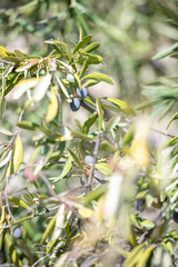Close Up of Olives Growing on Trees on Summer