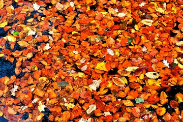 many yellowed leaves on the water surface