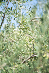 Close Up of Olives Growing on Trees on Summer
