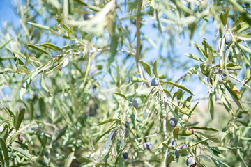 Close Up of Olives Growing on Trees on Summer