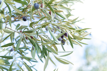 Obraz na płótnie Canvas Close Up of Olives Growing on Trees on Summer
