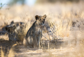 A small lion cub sitting in the wilderness between the savannah grass shrubs.