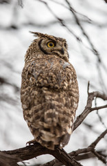 A large Eagle Owl sitting in a dry Camelthorn tree in the Kgalagadi desert. Big yellow, orange eyes.