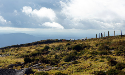 Fototapeta na wymiar Sheep walking freely under the clouds.Wicklow Mountains.Ireland.