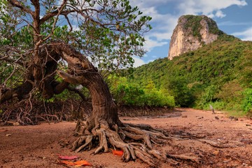 Old twisted mangrove tree