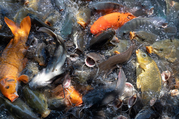 Carp and catfish feeding