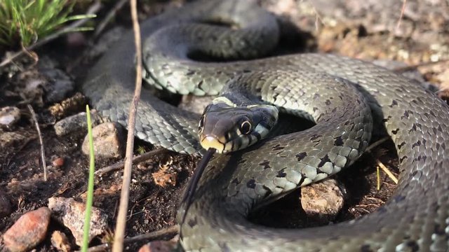 grass-snake natrix natrix attacks in Swedish nature