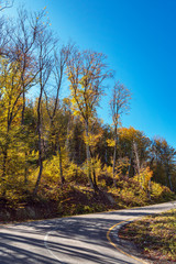 Fototapeta premium Road among yellow autumn mountain forest