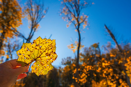Yellow autumn leaf in hand on blue sky background