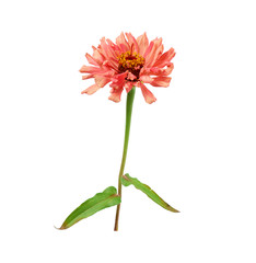 pink blooming zinnia bud on a green stem with a leaf