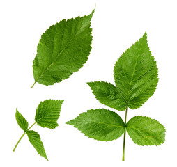 Naklejka na ściany i meble set of green leaves and raspberry branches isolated on a white background