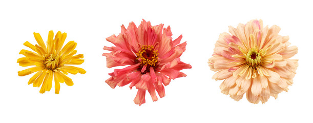 set of blooming zinnia buds isolated on white background