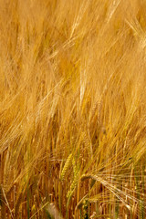 golden wheat fields on sunny day in wyoming