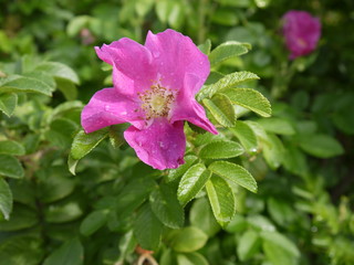 Цветок шиповника розовый 