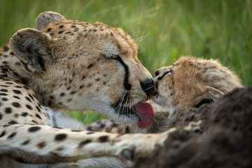 Close-up of cheetah grooming cub in grass